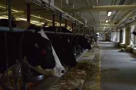 Bessies lined up in the cow barn at the Central Experimental Farm.